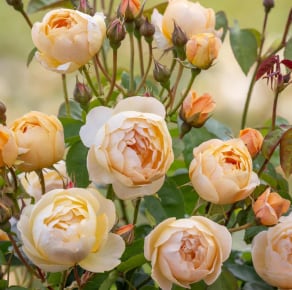 Hybrid Tea Roses | David Austin Roses