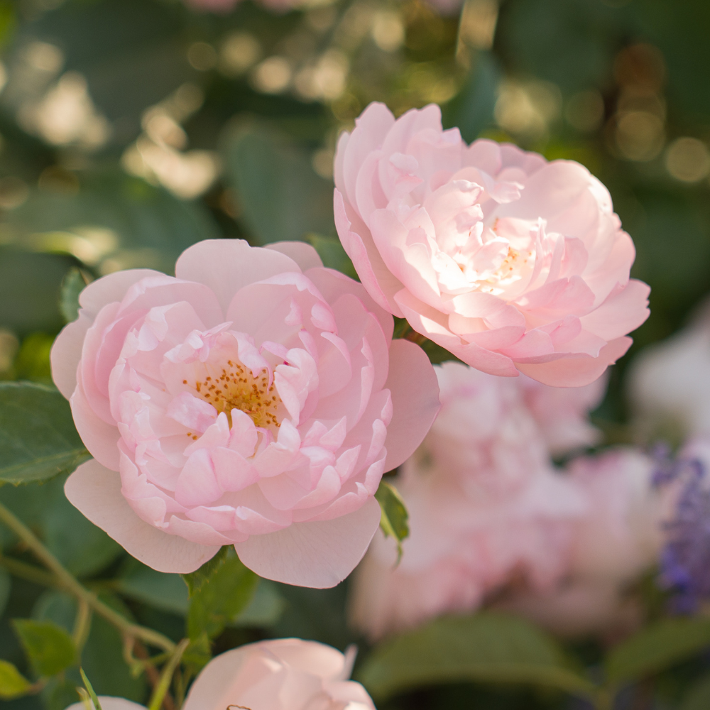 Bee-Friendly Rose Collection
