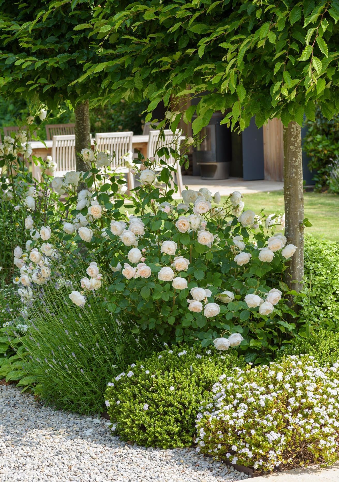 Desdemona white shrub rose bred by David Austin