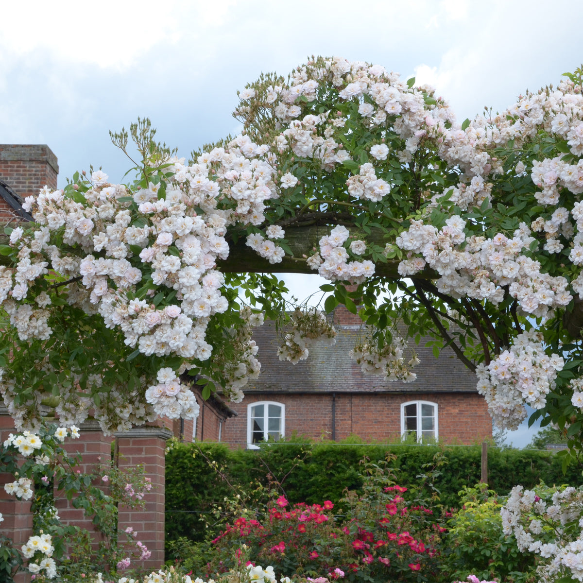 The Garland | Rambling Rose | David Austin Roses