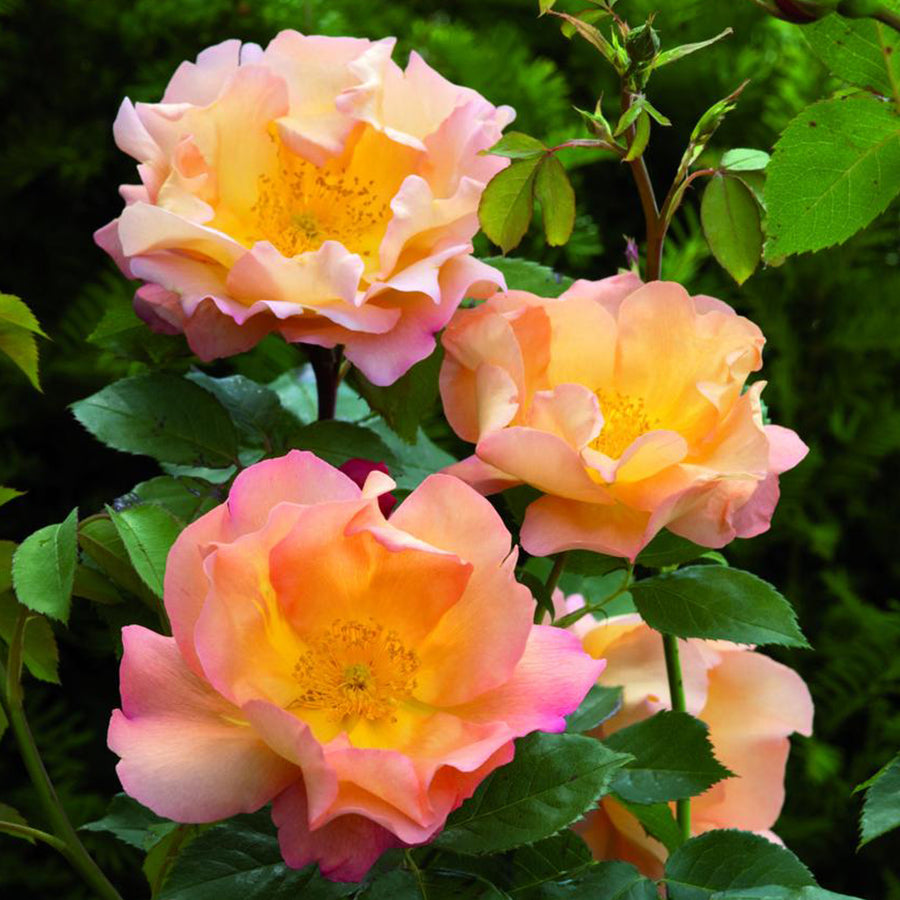 Fighting Temeraire (Austrava) | English Shrub Rose | David Austin Roses