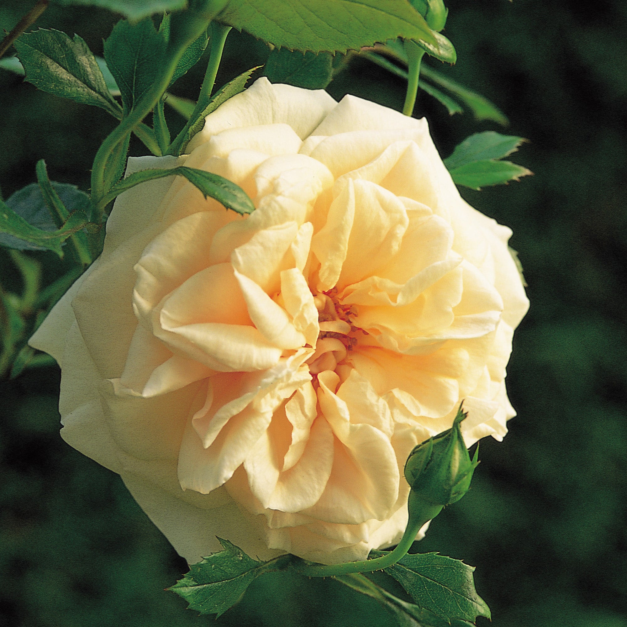 Penny Lane (Hardwell) | Climbing Rose | David Austin Roses
