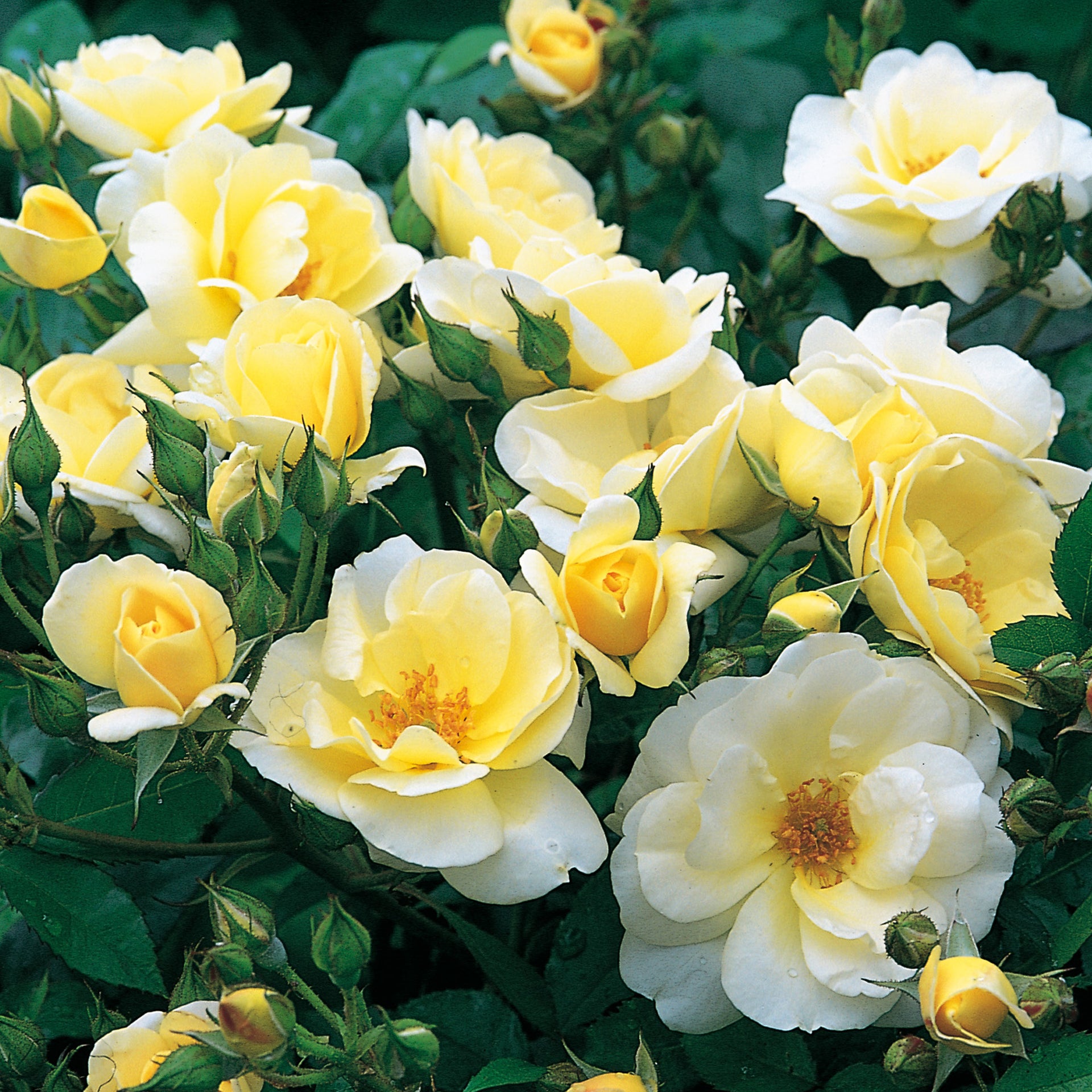 Patio Roses | David Austin Roses