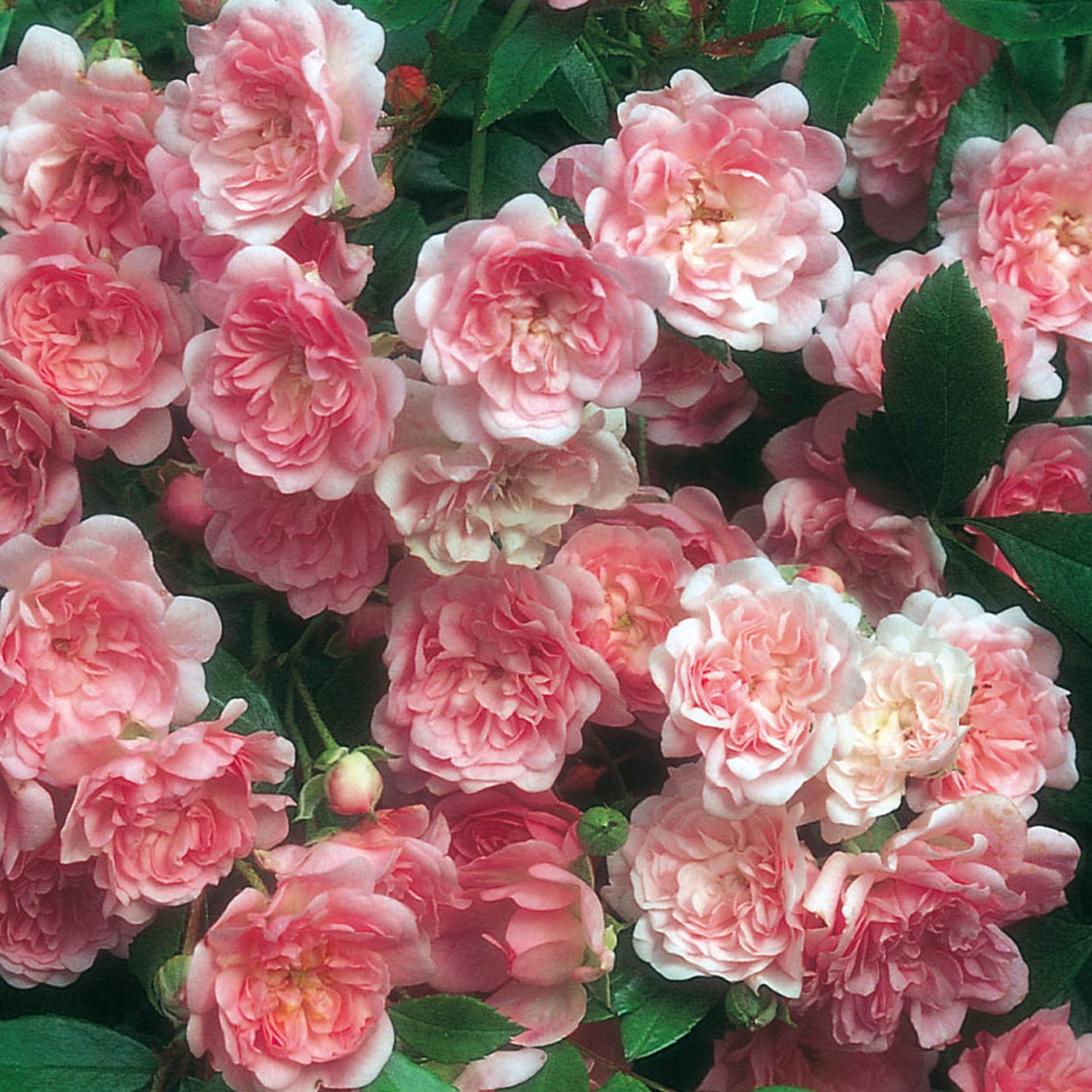The Fairy | Shrub Rose | David Austin Roses