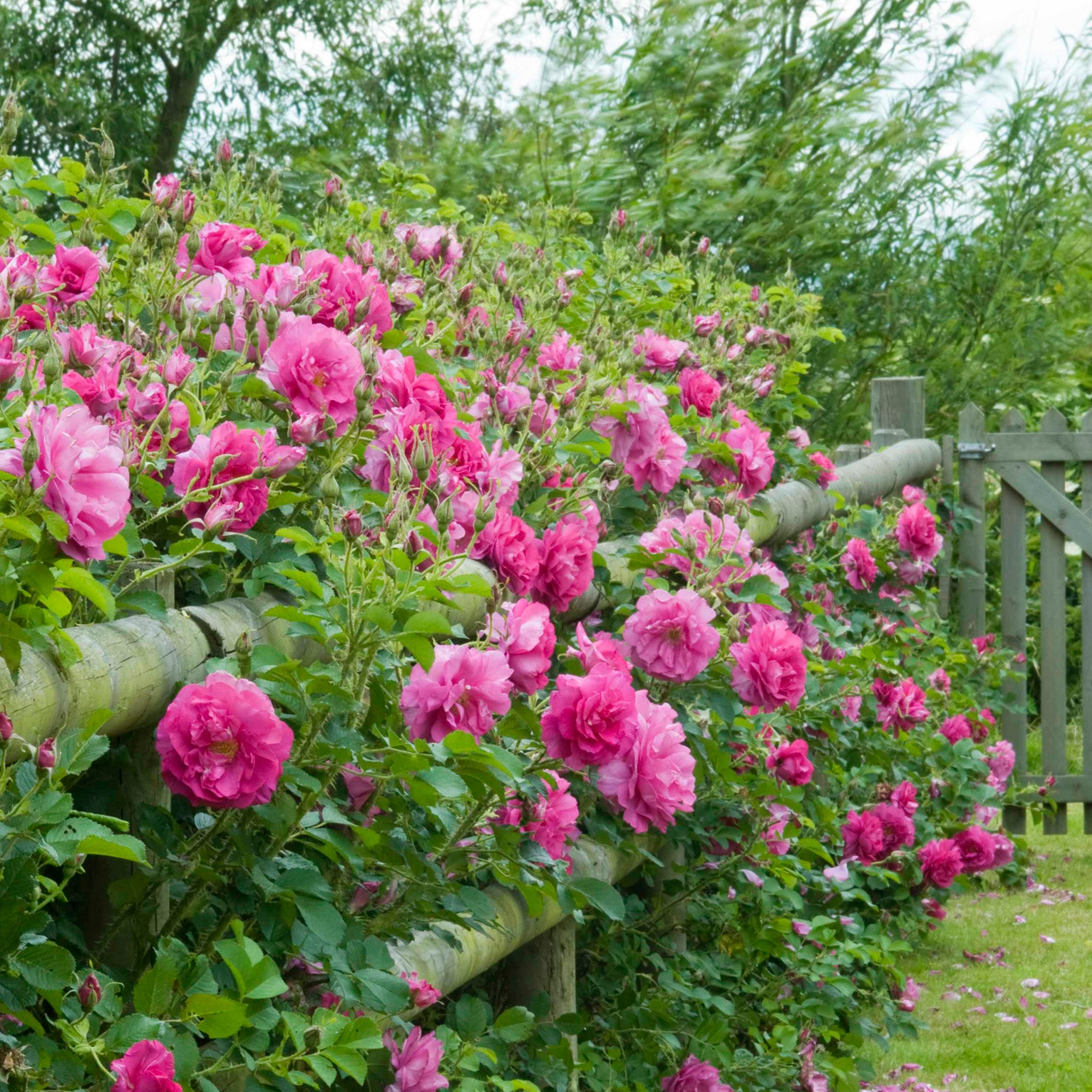 Wild Edric (Aushedge) | English Shrub Rose | David Austin Roses