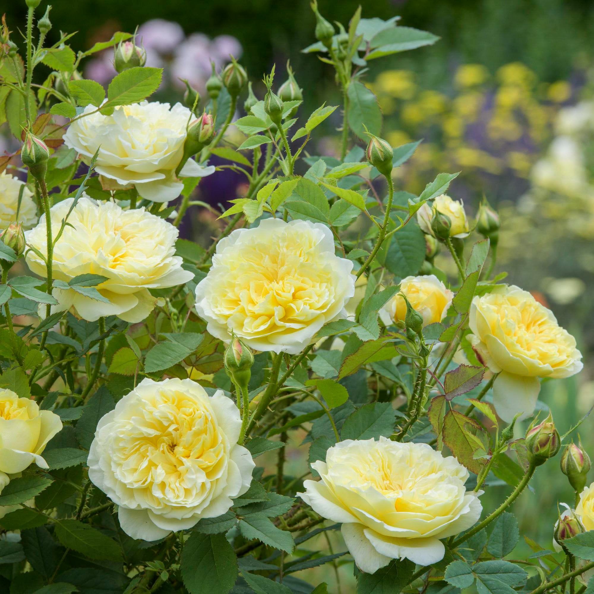 The Country Parson (Ausclergy) | English Shrub Rose | David Austin Roses