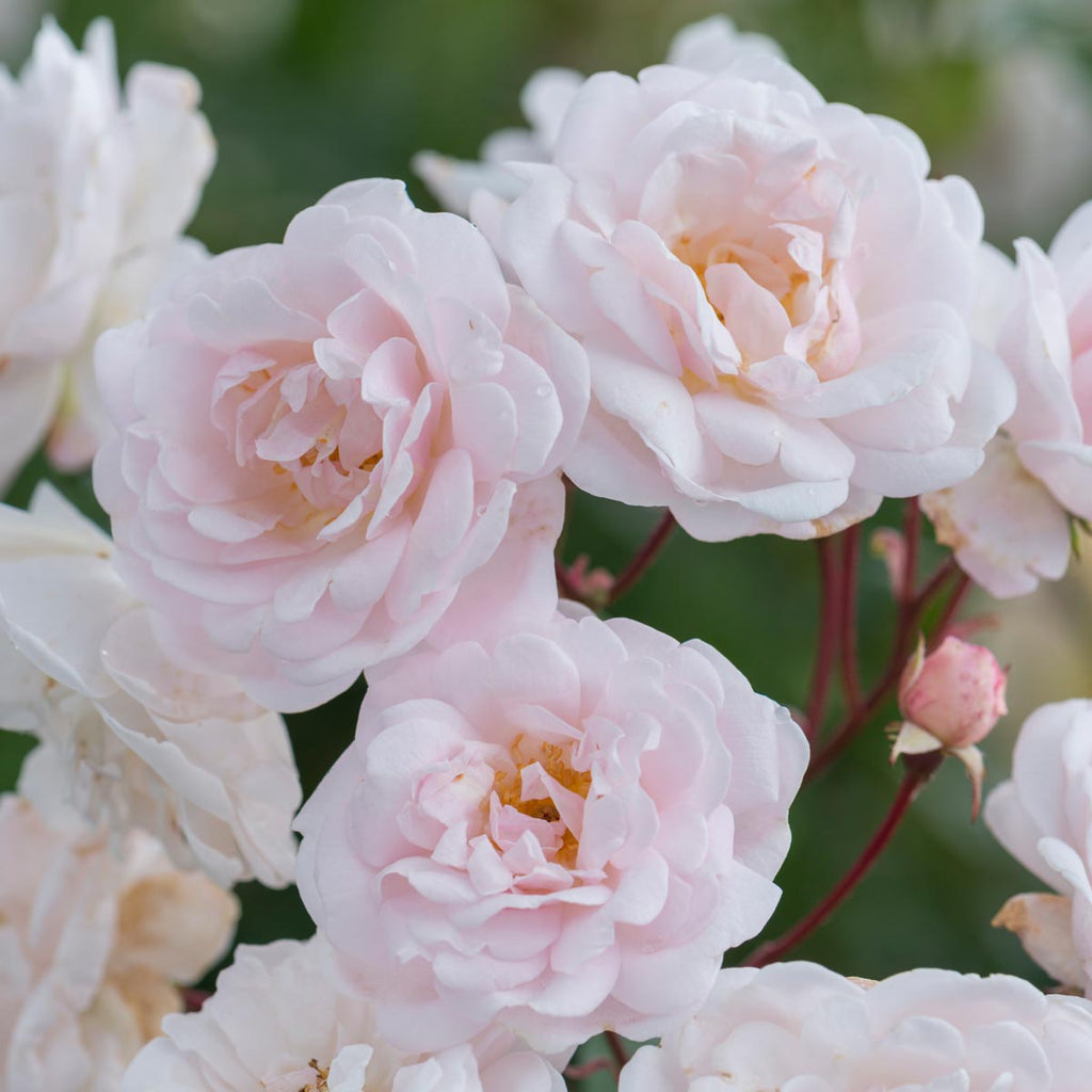 Marie Pavie | Dwarf Polyantha | David Austin Roses