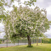 Rambling Rector