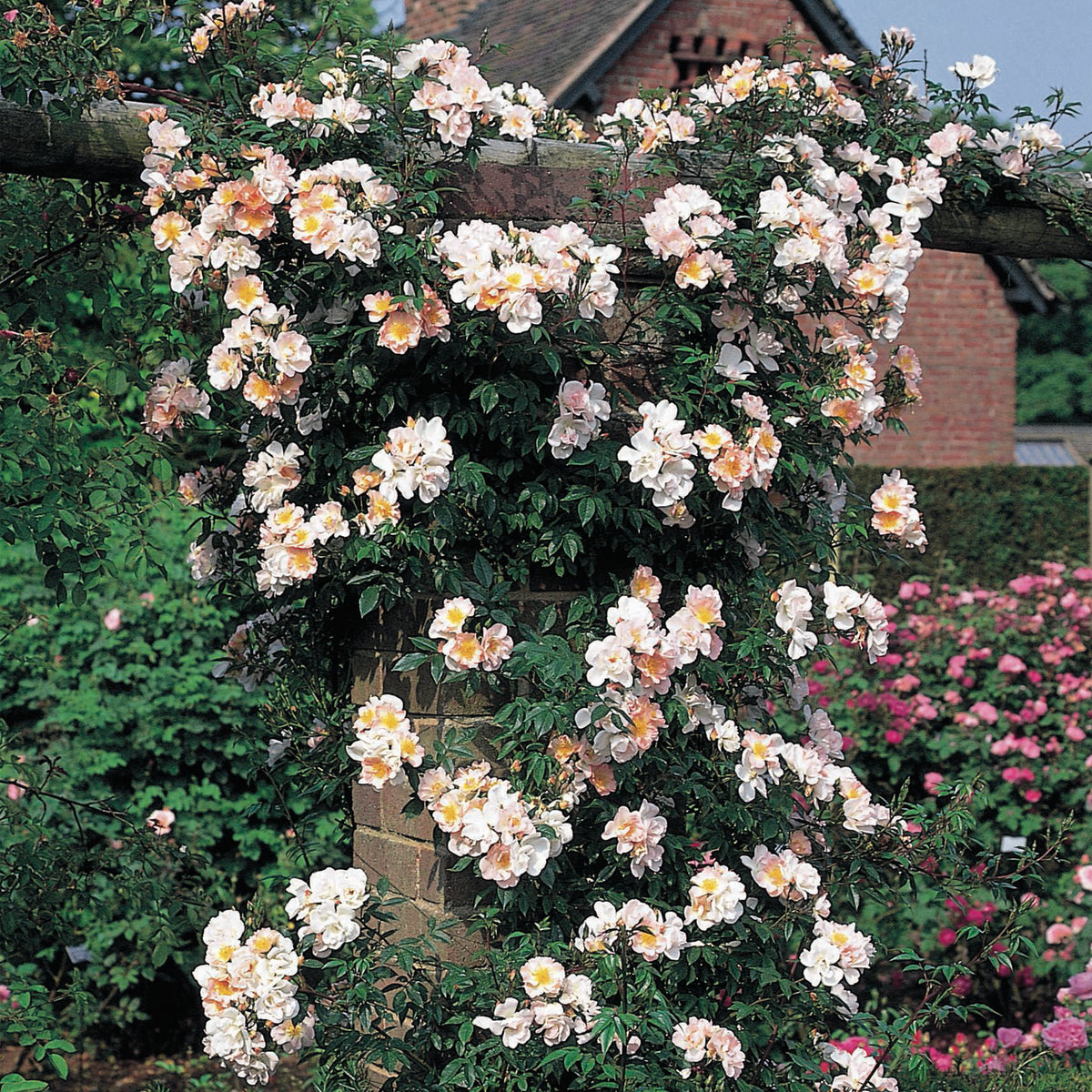 Travis Us Open Roses Open Arms (Chewpixcel) | Rambling Rose | David Austin Roses