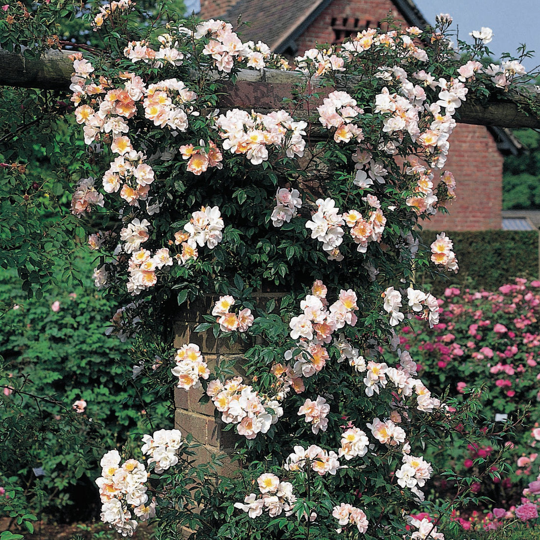 Open Arms (Chewpixcel) | Rambling Rose | David Austin Roses