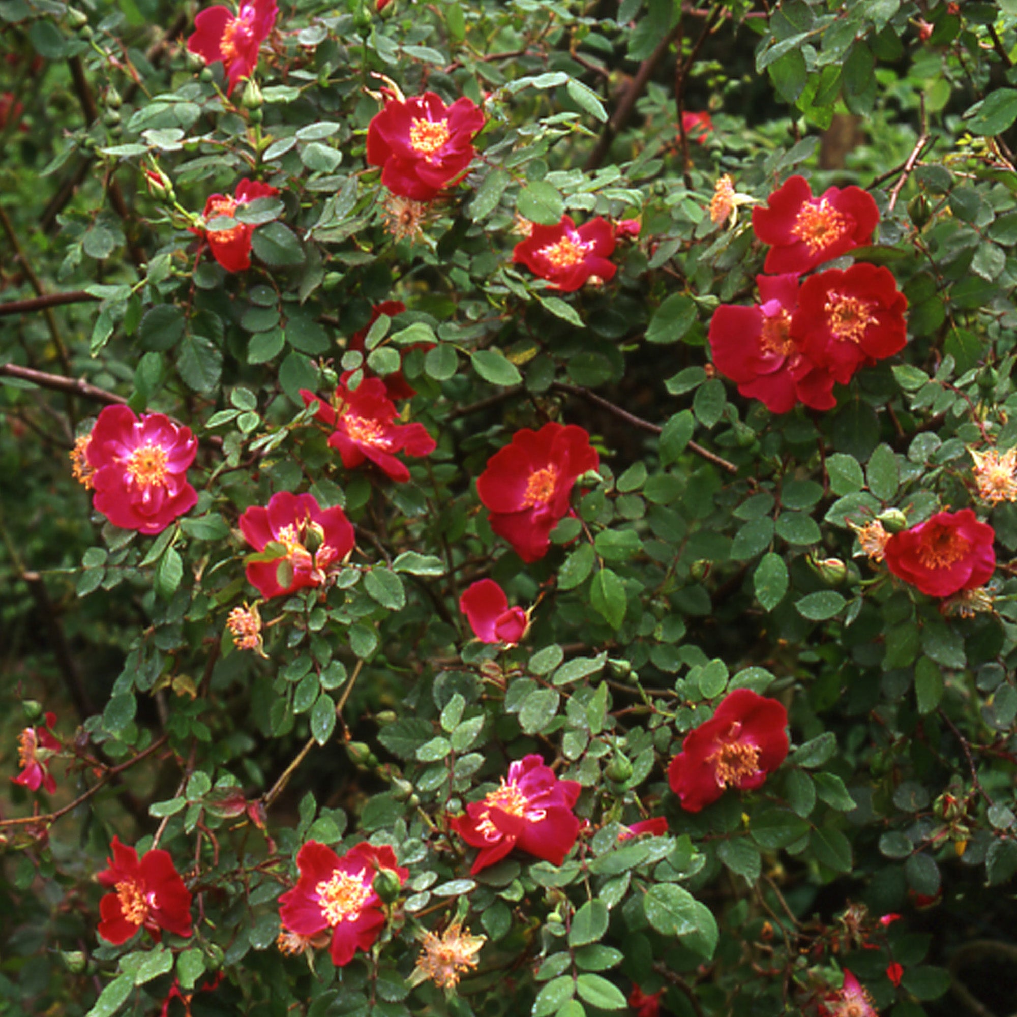 Eddie’s Jewel | Shrub Rose | David Austin Roses