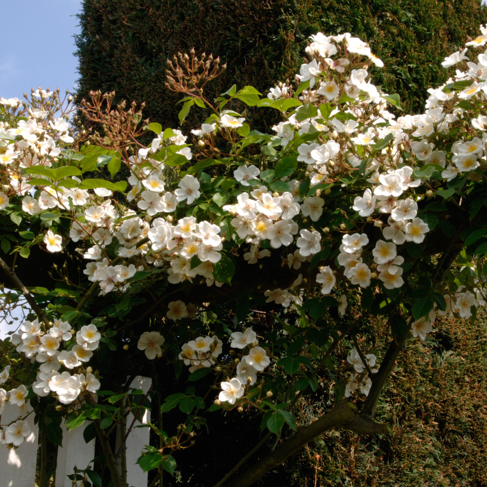 R. rubus