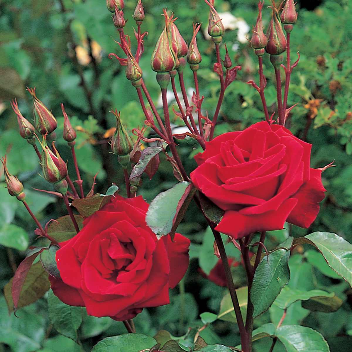 Qahrub Roses Fountain | Shrub Rose | David Austin Roses