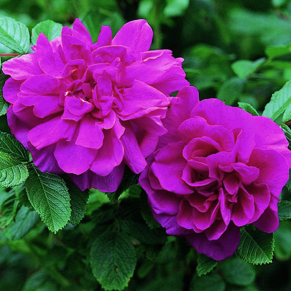 Purple Roses | David Austin Roses