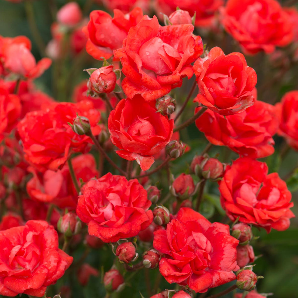 Small Deep Roses Small Roses | David Austin Roses