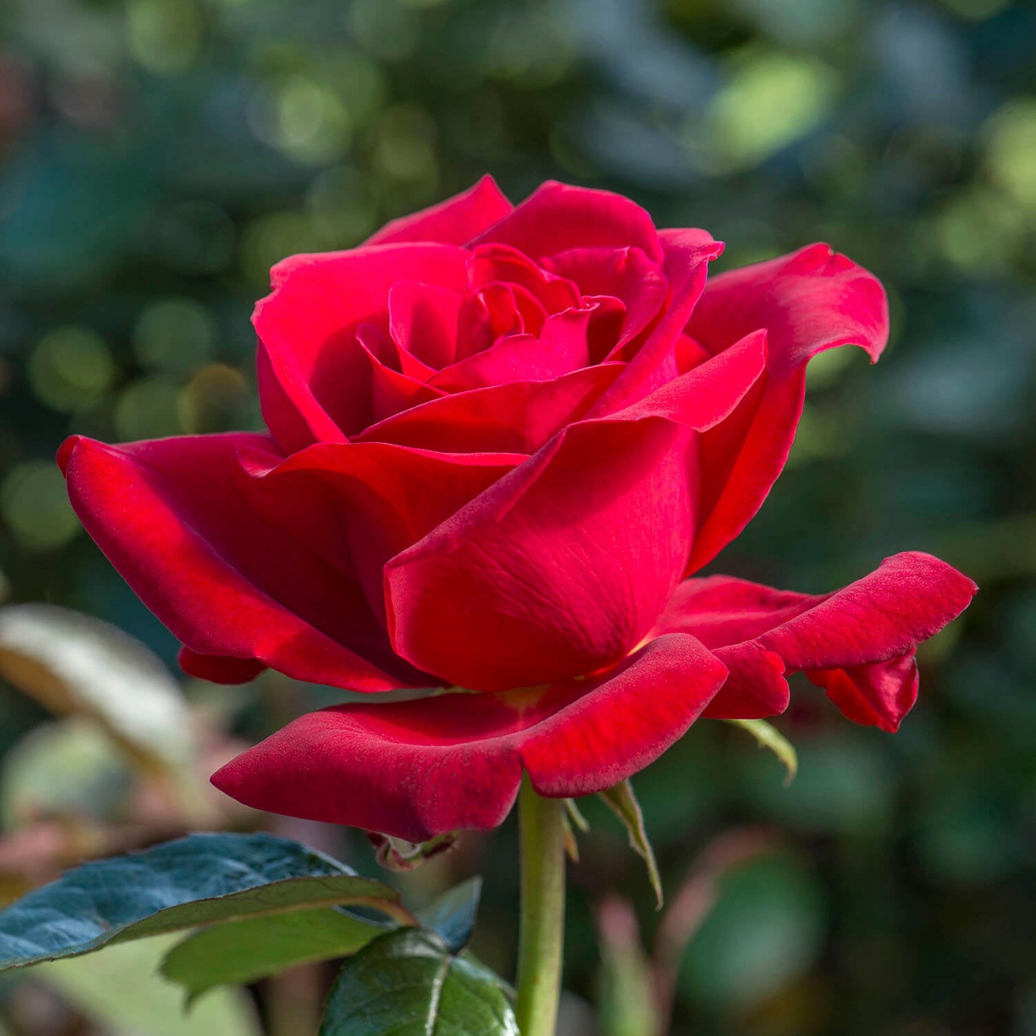 Royal William (Korzaun) | Hybrid Tea | David Austin Roses