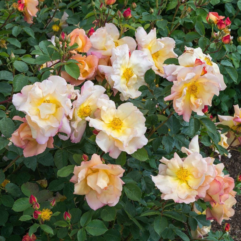 Fighting Temeraire (Austrava) | English Shrub Rose | David Austin Roses