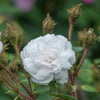 Shailer’s White Moss