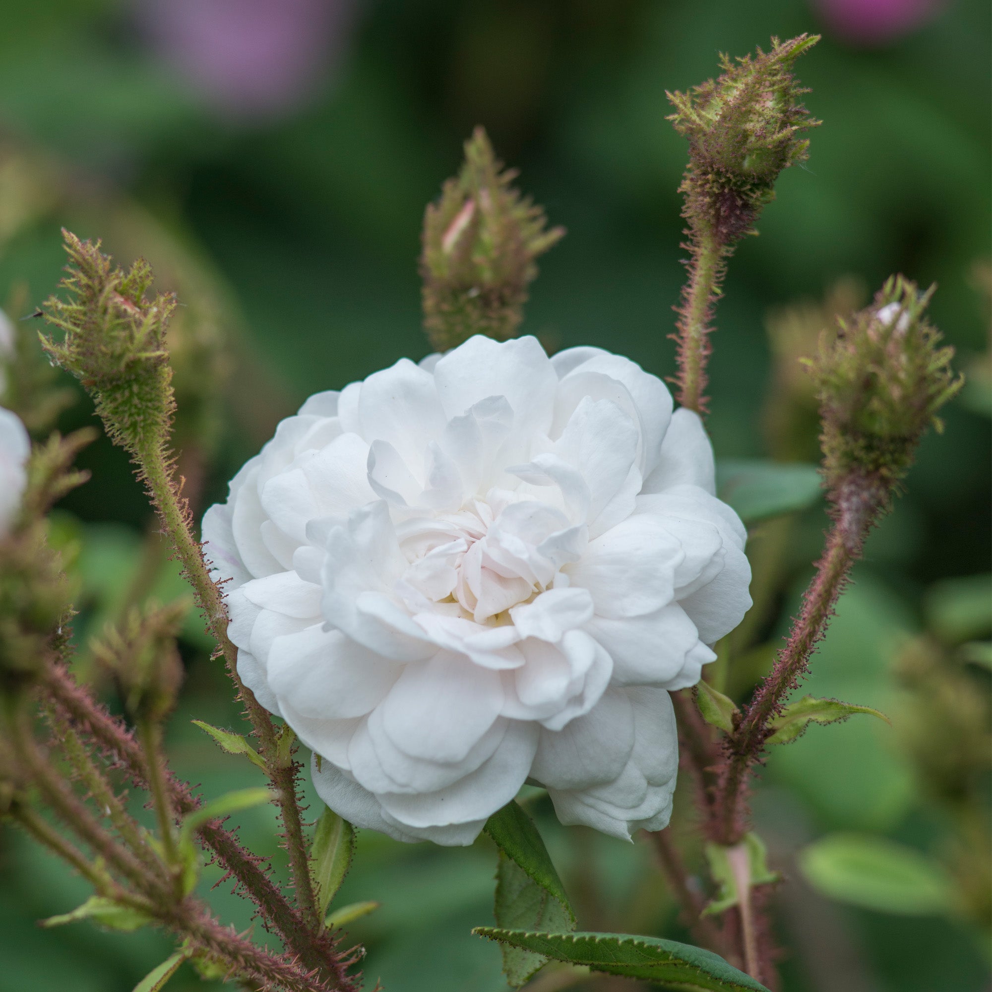 Shailer's White Moss