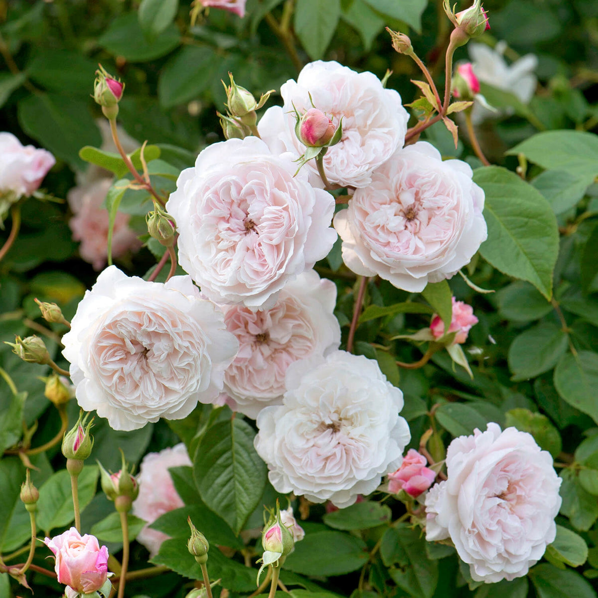 English Rambler Roses | David Austin Roses