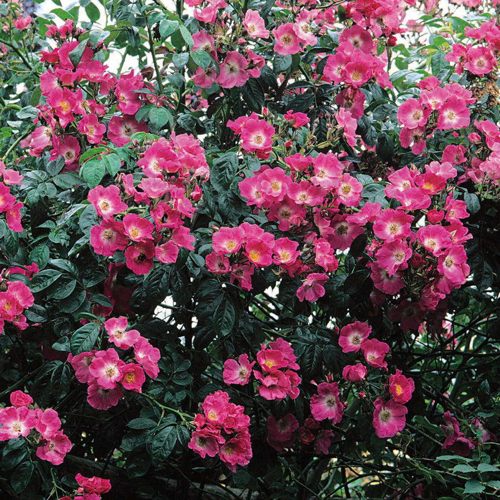 American Pillar | Rambling Rose | David Austin Roses