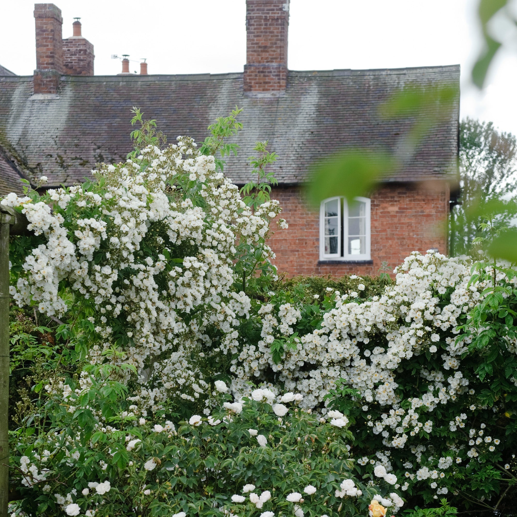 Rambling Rector | Rambling Rose | David Austin Roses