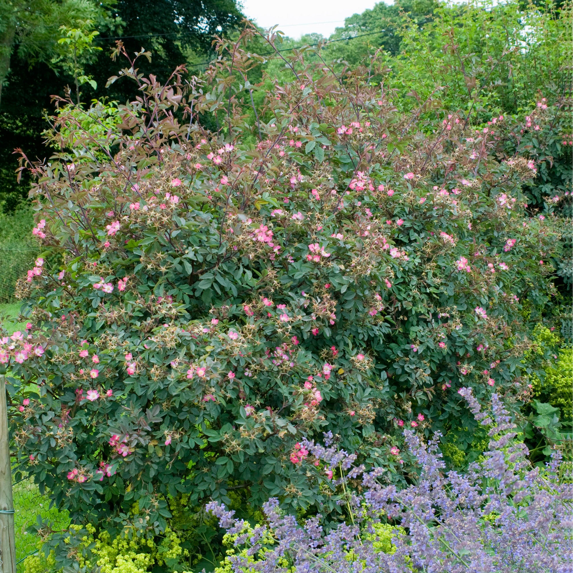 R. glauca | Wild Rose | David Austin Roses