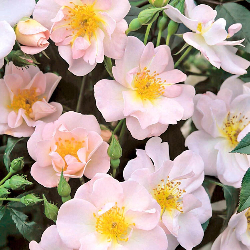 Single Roses | David Austin Roses