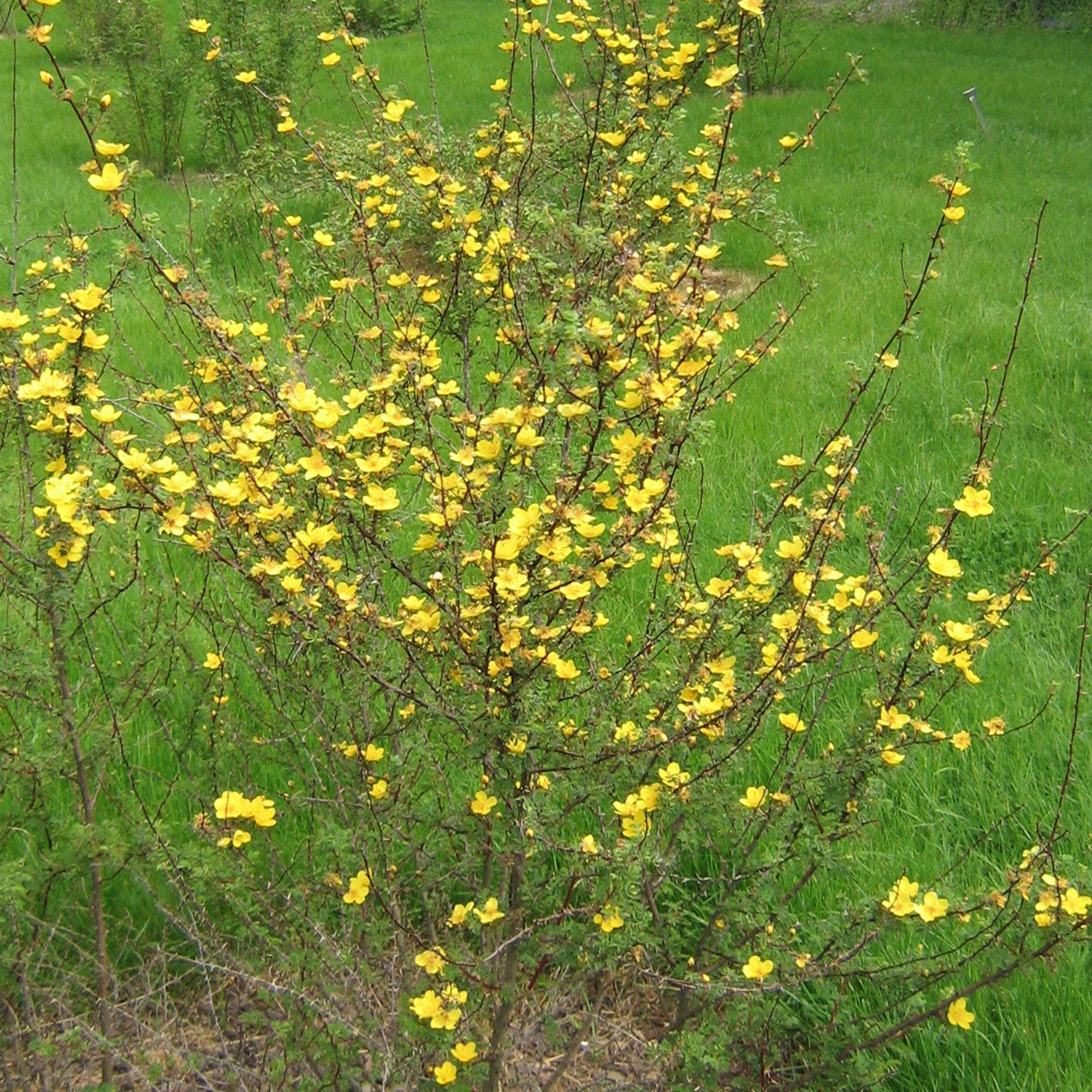 R. ecae