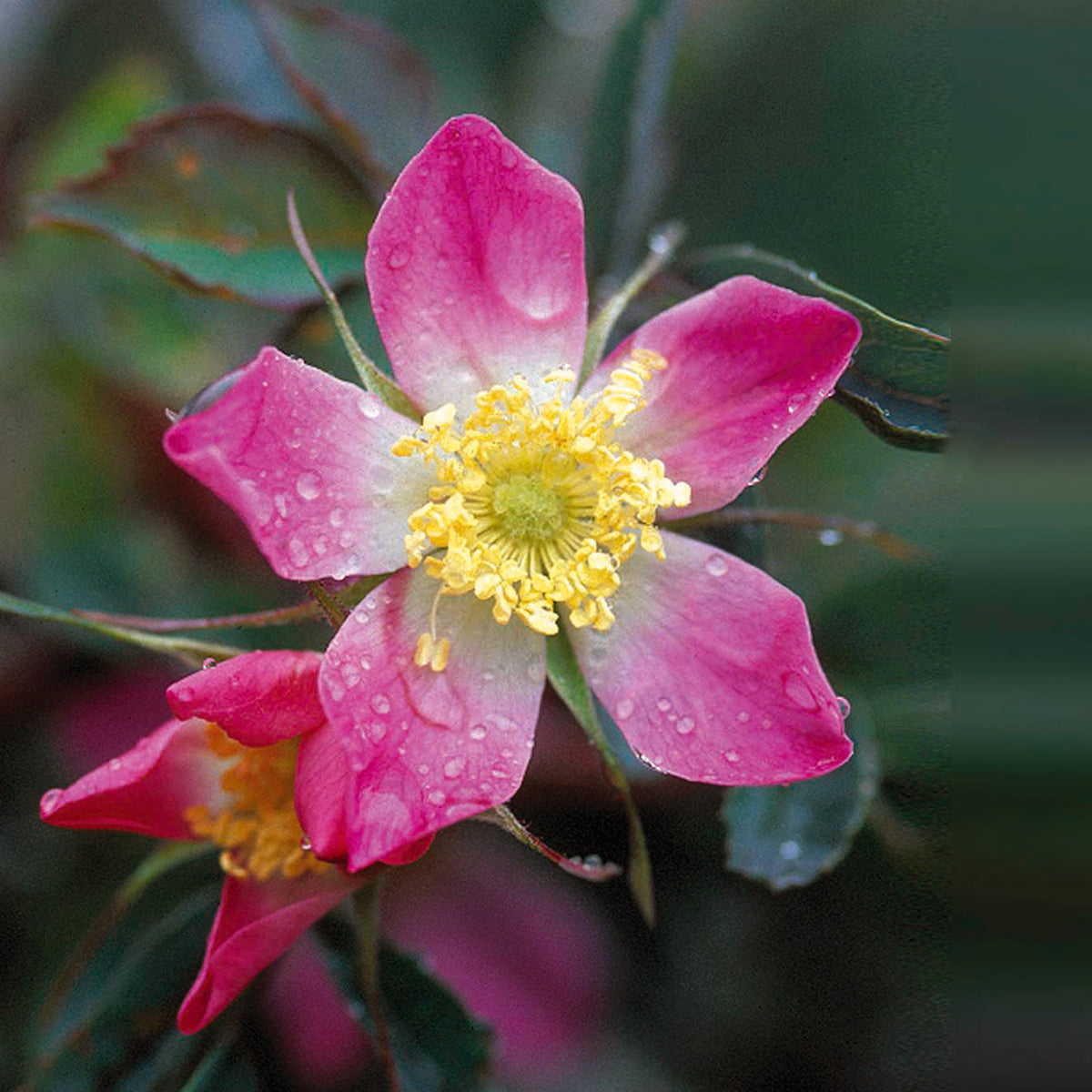 Wild Roses | David Austin Roses