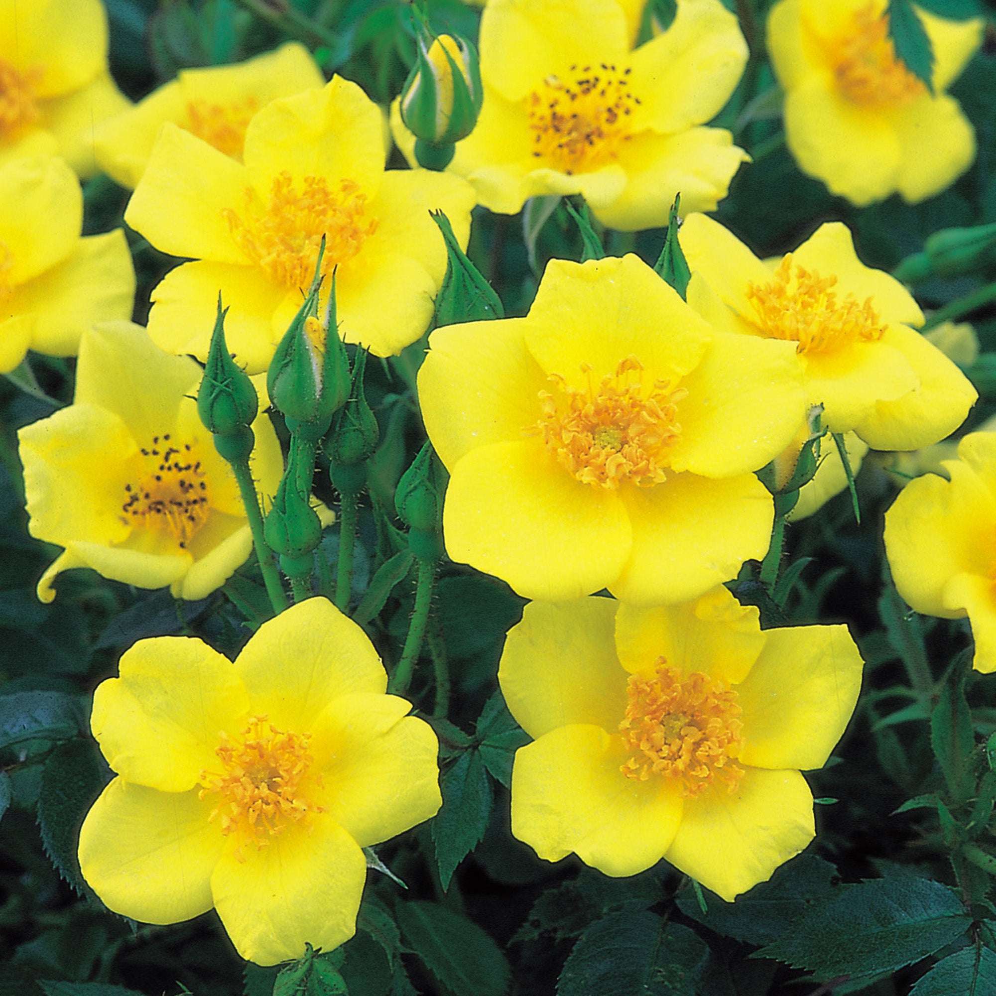 13+ Yellow Shrub Rose Yellow Shrub Roses