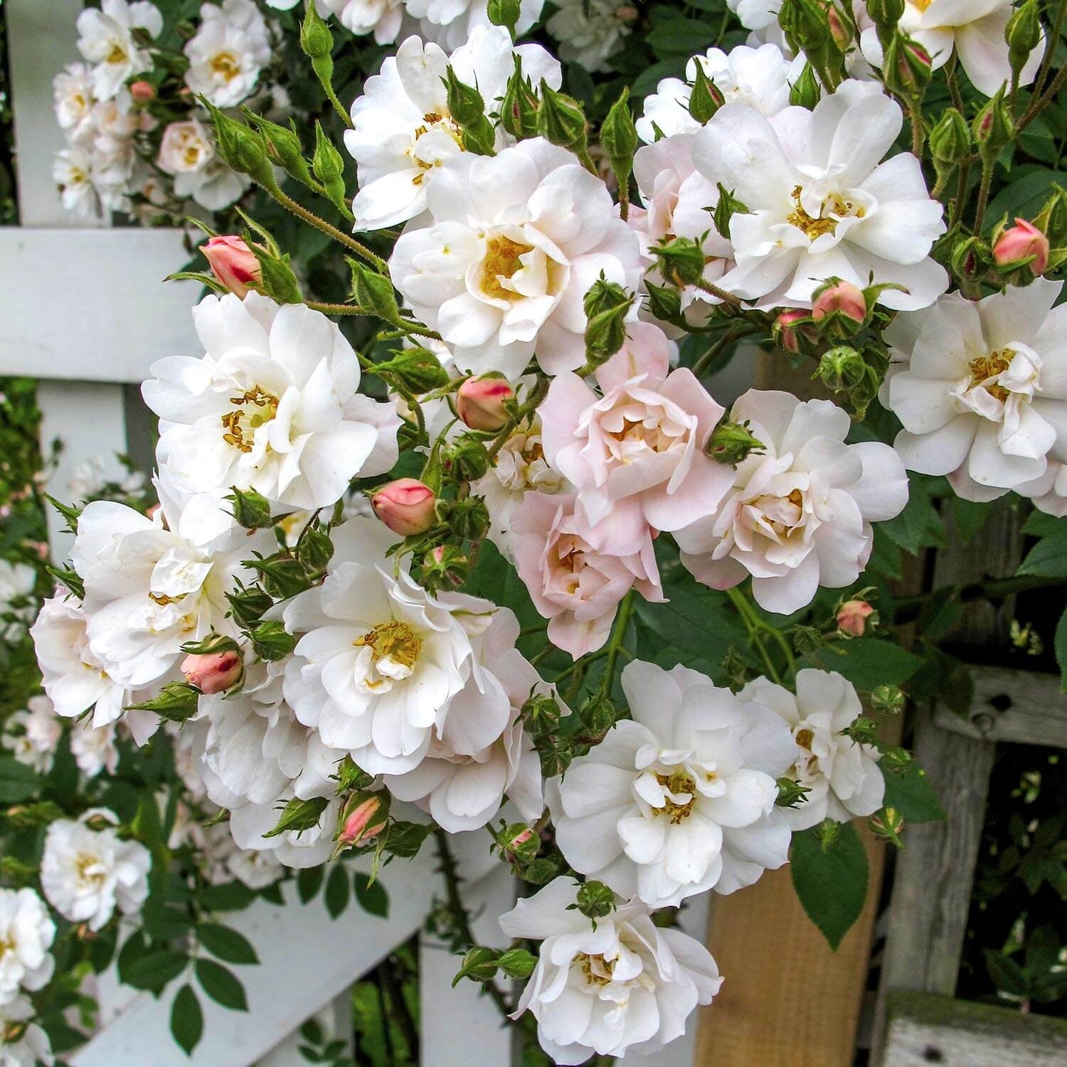 Darling Roses White White & Cream Roses - David Austin Roses