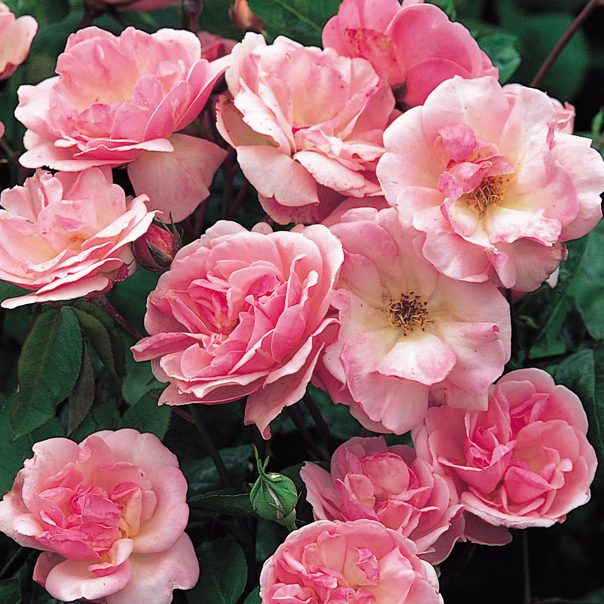 Nathalie Nypels | Dwarf Polyantha | David Austin Roses