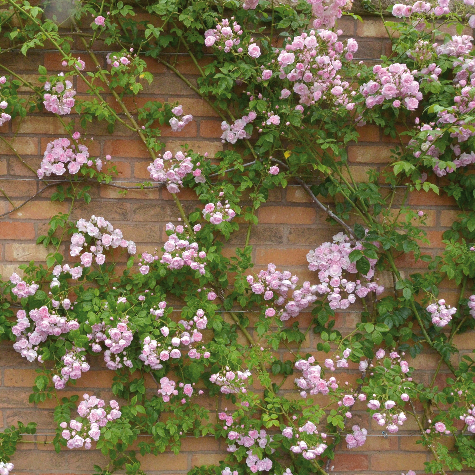 Belvedere | Rambling Rose | David Austin Roses