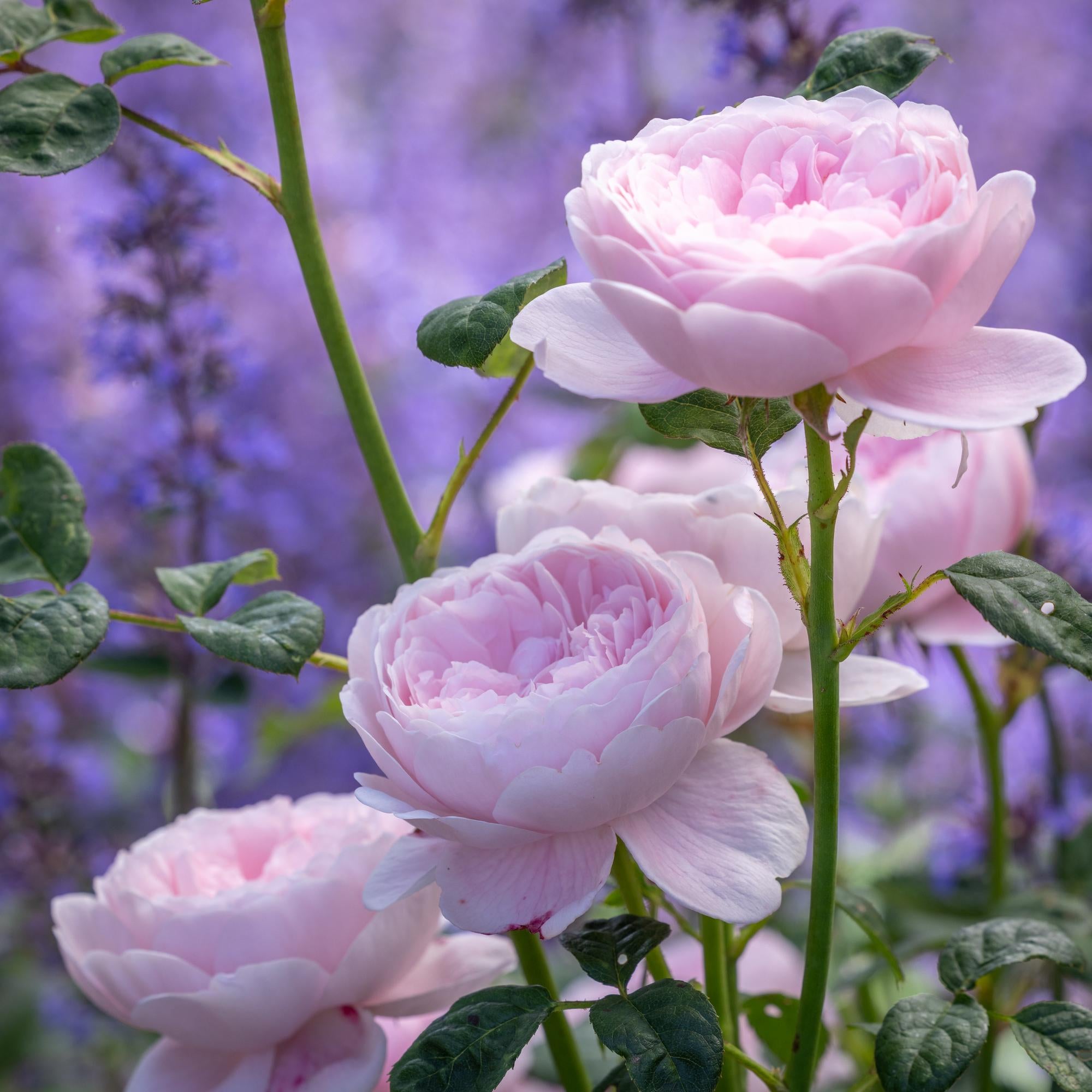 Queen of Sweden (Austiger) | English Shrub Rose | David Austin Roses