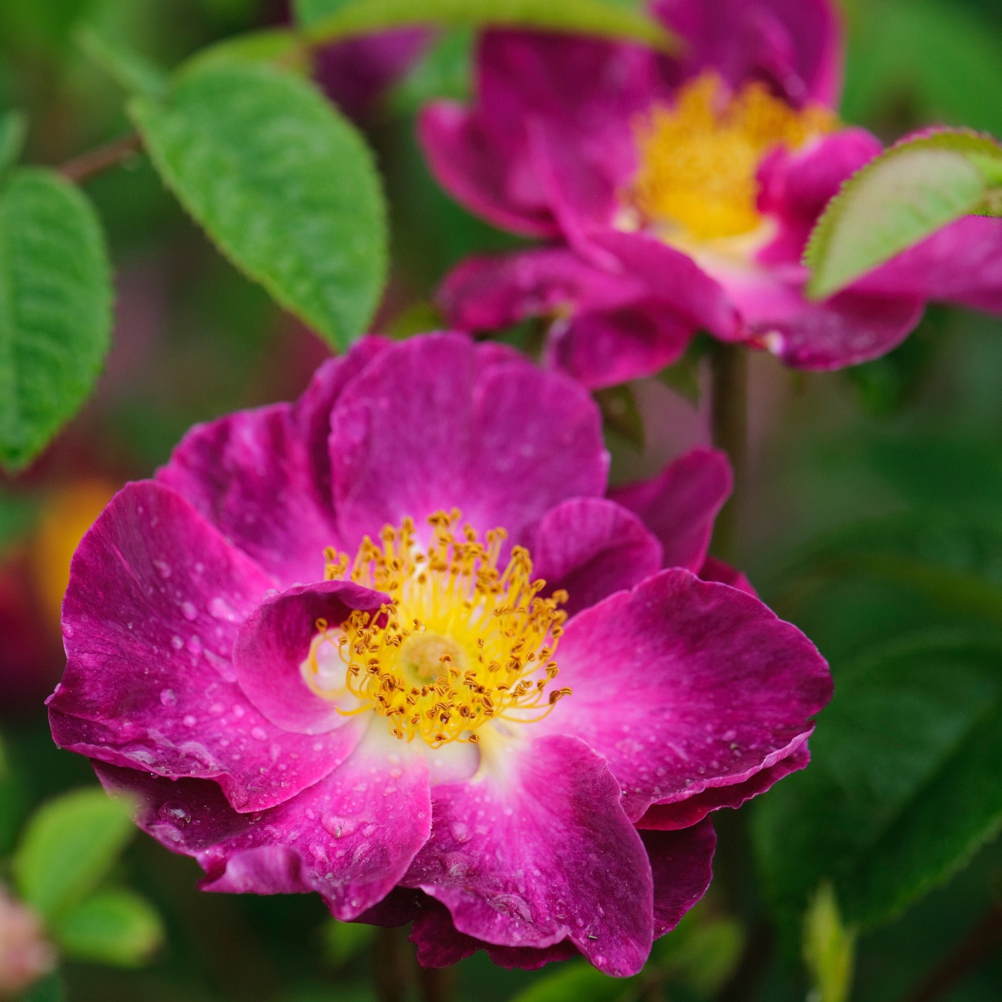 Violacea