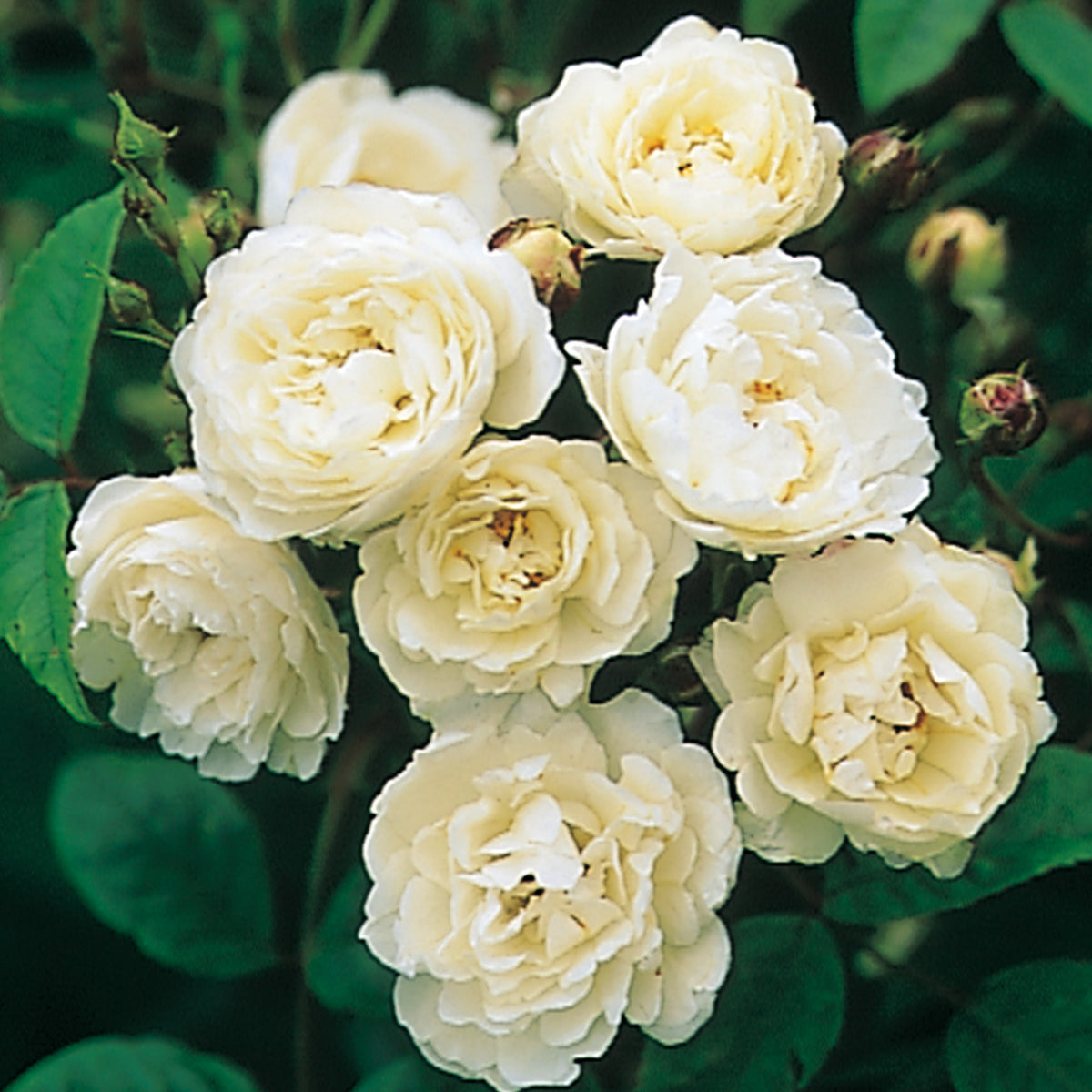 Katharina Zeimet | Dwarf Polyantha | David Austin Roses