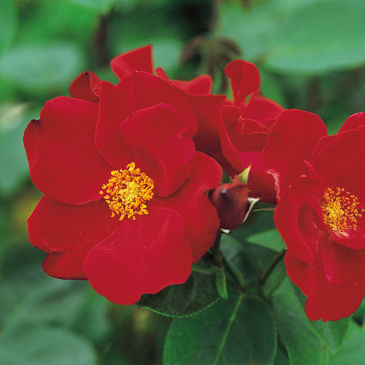 Red Climbing Rose | David Austin Roses