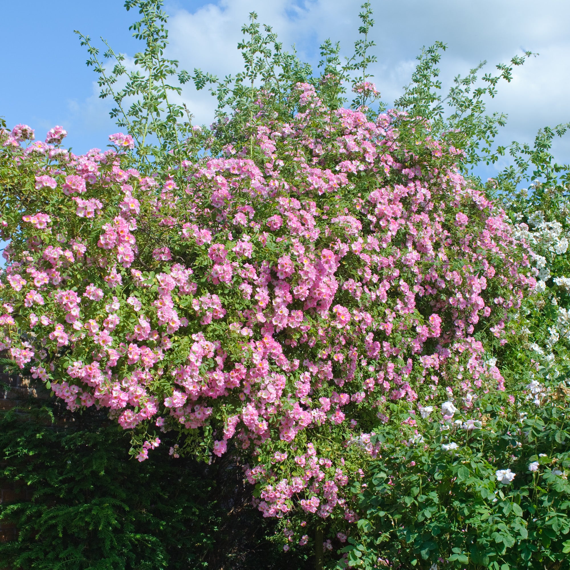 David Austin Rambler Kew Rambler | Rambling Rose | David Austin Roses