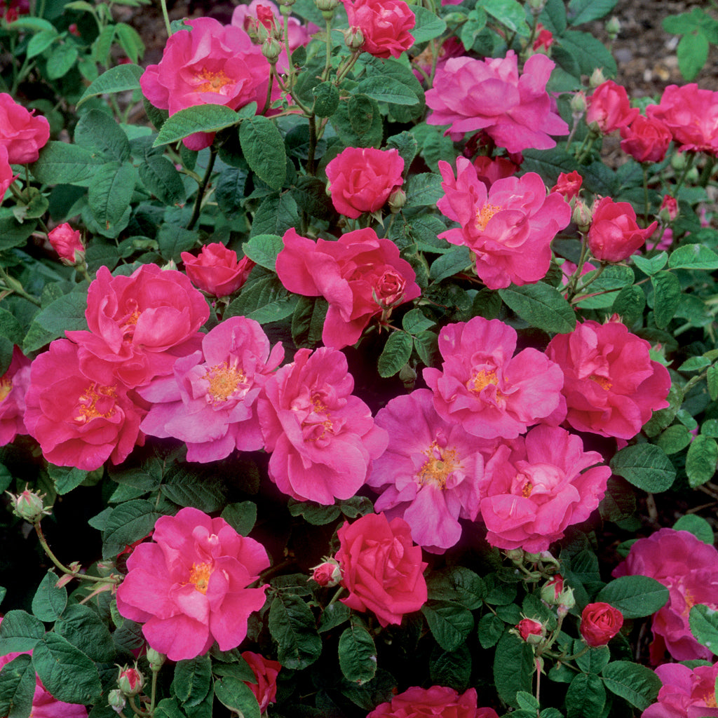 R. gallica 'Officinalis' | Old Rose | David Austin Roses