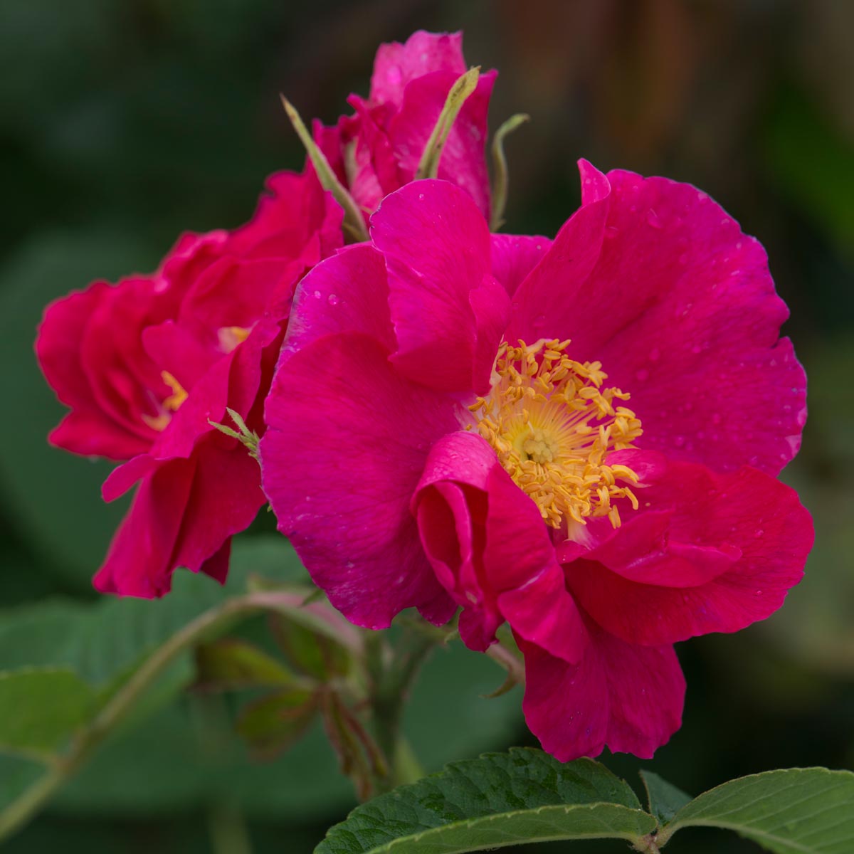 Portland Rose | Old Rose | David Austin Roses