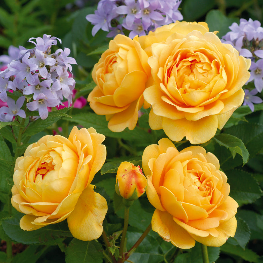 Ehglish Roses Golden Celebration (Ausgold) | English Shrub Rose | David Austin Roses