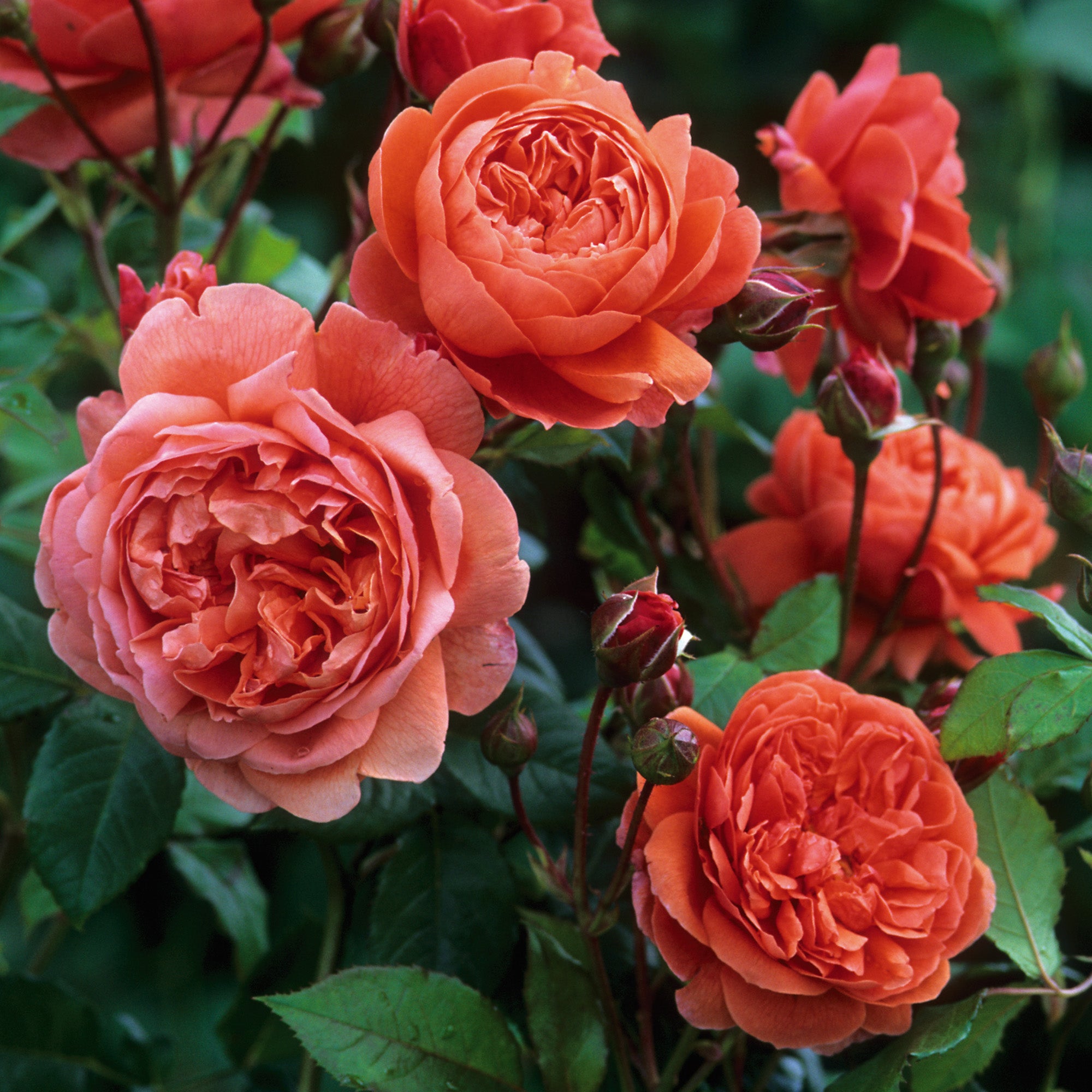 Qahrub Roses Summer Song (Austango) | English Shrub Rose | David Austin Roses