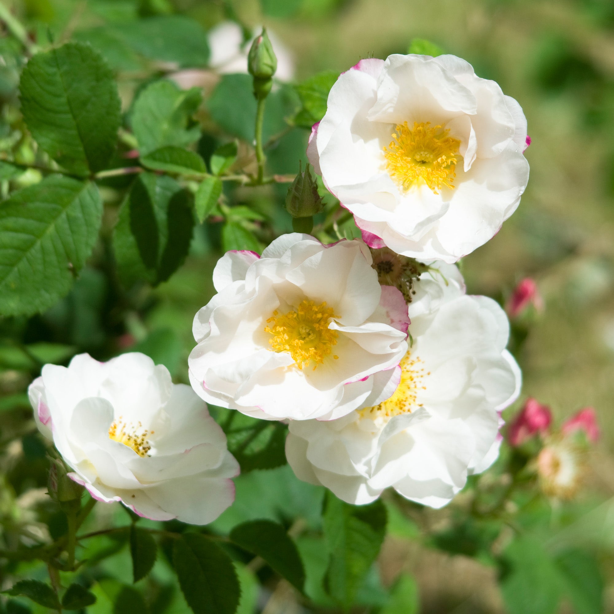Hebe's Lip | Old Rose | David Austin Roses