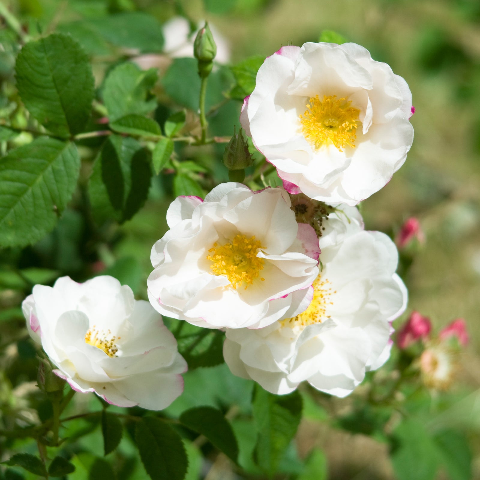 Damask Roses | David Austin Roses
