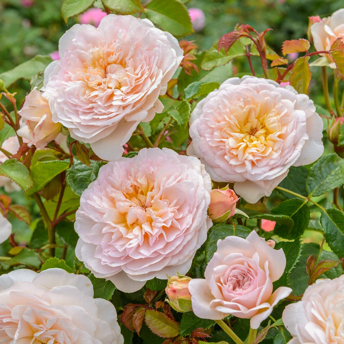 Emily Brontë (Ausearnshaw) | English Standard Tree Rose | David Austin ...