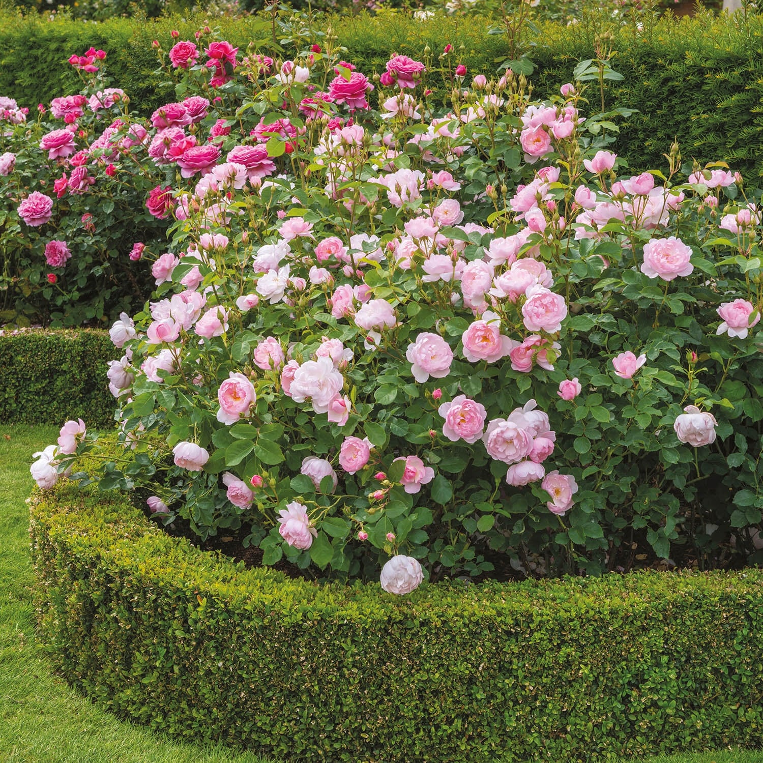 Scarborough Fair (Ausoran) | English Shrub Rose | David Austin Roses