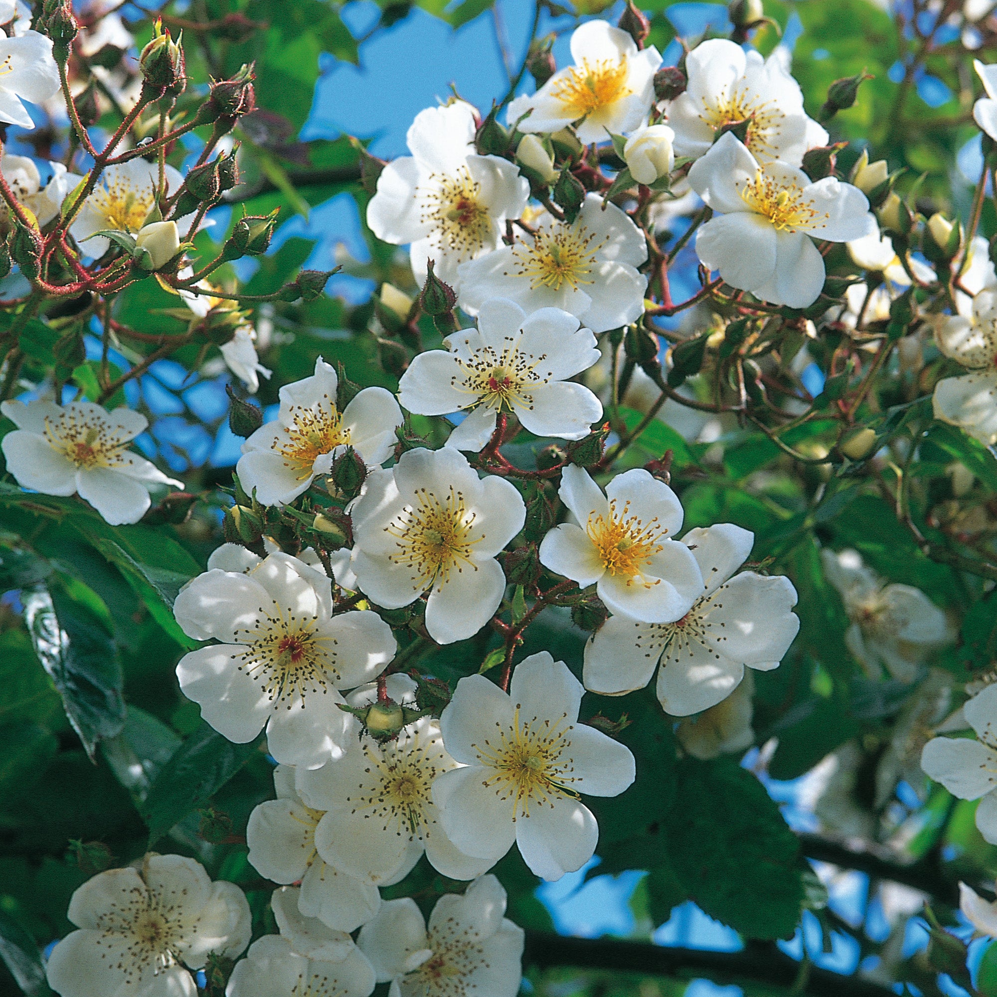 R. rubus | Rambling Rose | David Austin Roses