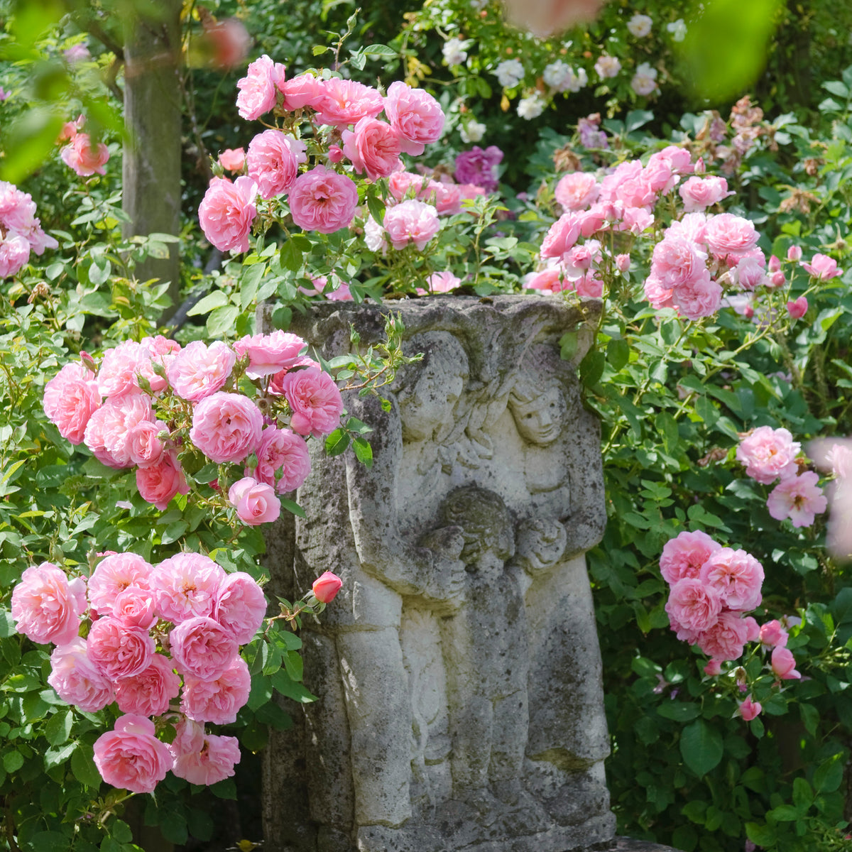 Hyde Hall (Ausbosky) | English Shrub Rose | David Austin Roses