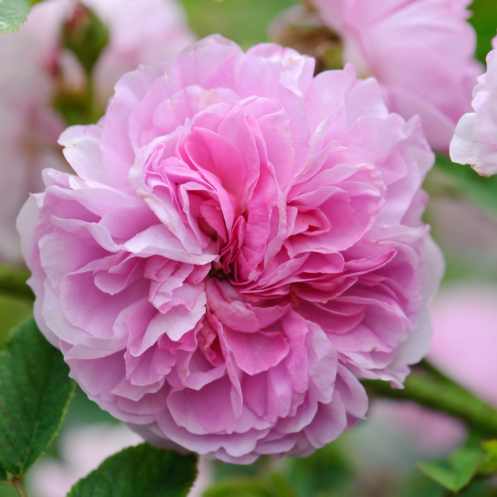 Blush Hip